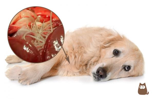 Hjerteorm hos hunder symptomer behandling og forebygging
