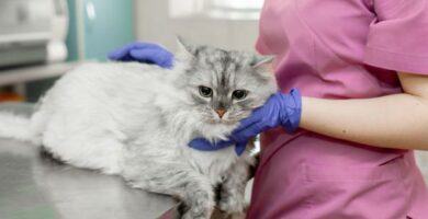 Hjerteorm hos katter symptomer og behandling