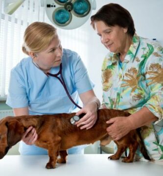 Hjerterus hos hunder arsaker symptomer og behandling
