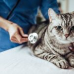 Hjerterus i katter arsaker symptomer og behandling
