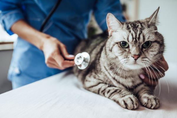 Hjerterus i katter arsaker symptomer og behandling