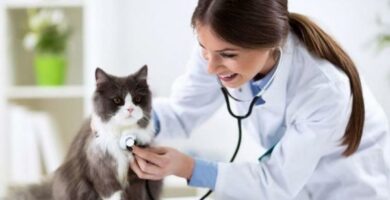 Hjertesvikt hos katter arsaker symptomer og behandling