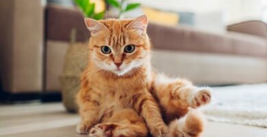 Hoftedysplasi hos katter symptomer og behandling