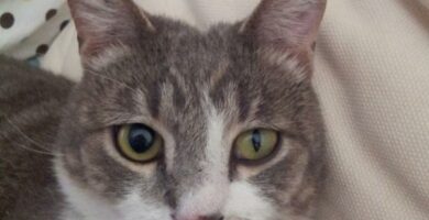 Horners syndrom hos katter arsaker og behandling