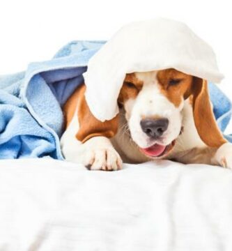 Hoste hos hunder symptomer arsaker og behandling