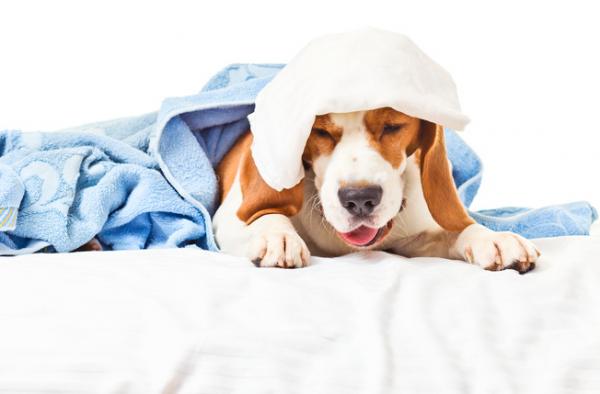Hoste hos hunder symptomer arsaker og behandling