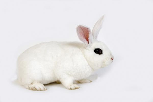 Hotots hvite kanin