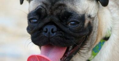 Hoyt blodtrykk hos hunder symptomer og behandling