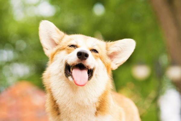 Hundenavn som betyr glede Hanner og kvinner