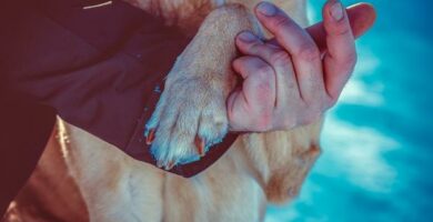 Hundenavn som betyr lojalitet Hanner og kvinner