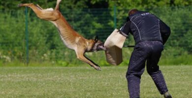 Hundetrening i forsvar og angrep