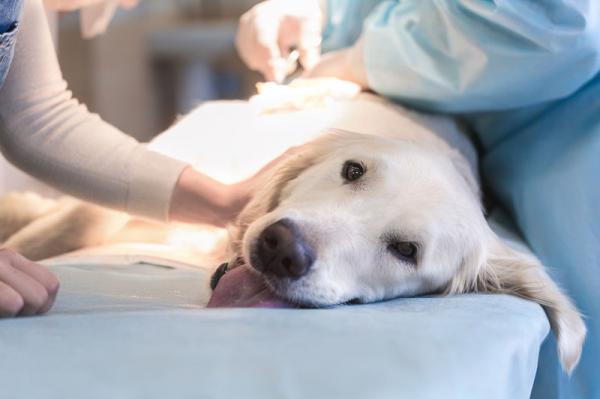 Hva er den beste alderen for a kastrere en hund