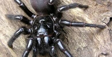 Hva er den mest giftige edderkoppen i verden