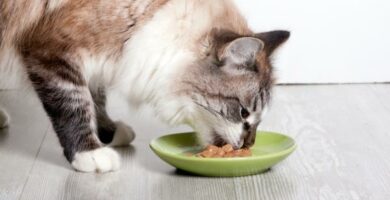 Hva skal jeg gjore hvis katten min spiser for fort