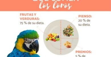 Hva spiser papegoyer