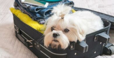 Hva trenger hunder for a reise Vaksiner og dokumenter