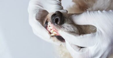 Hvitt tannkjott hos hunder arsaker