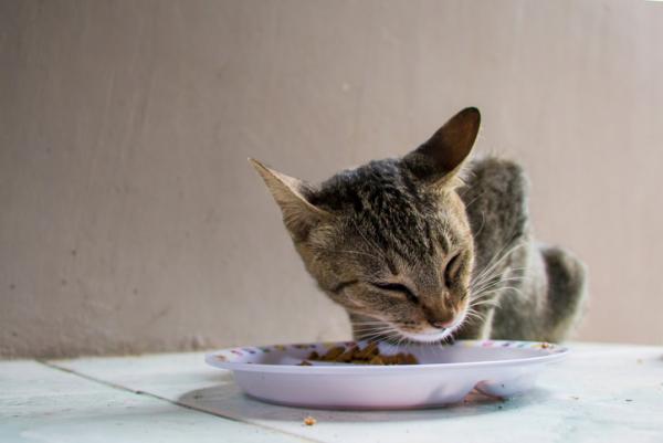 Hvor lenge kan en katt ga uten a spise