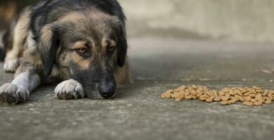 Hvor mange dager kan en hund ga uten a spise