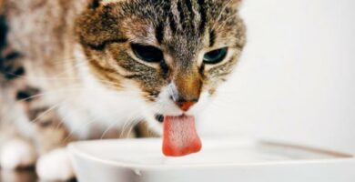 Hvor mye vann bor en katt drikke per dag