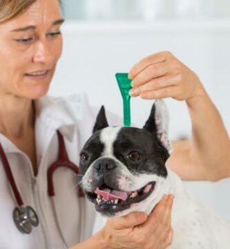 Hvor ofte ormer du en hund