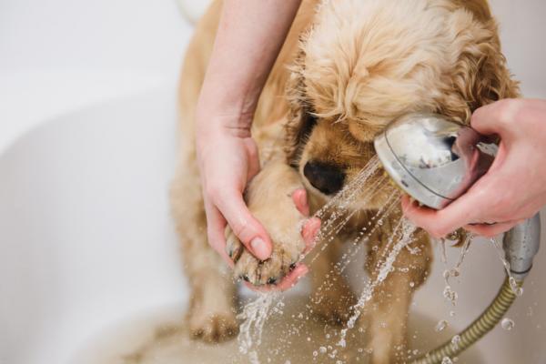 Hvordan bade en hund hjemme