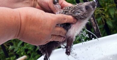 Hvordan bade et pinnsvin