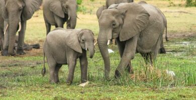 Hvordan blir elefanter fodt