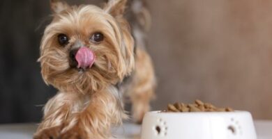 Hvordan endre hundens mat trinn for trinn