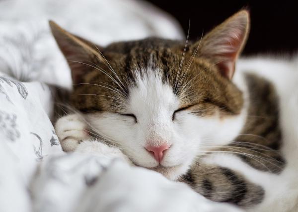 Hvordan fa en baby katt til a sove