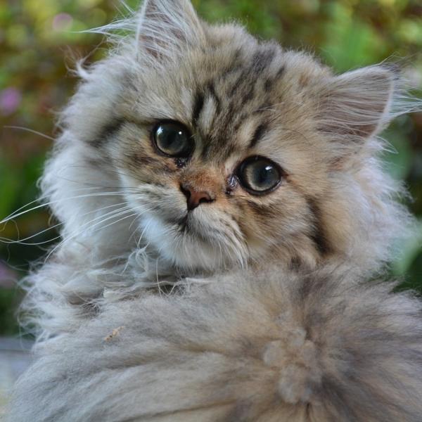 Hvordan fjerne knuter fra den persiske katten