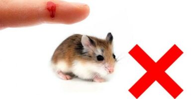 Hvordan forhindre hamsteren min i a bite meg