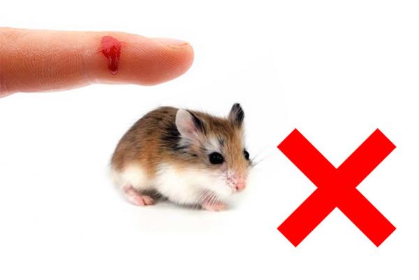 Hvordan forhindre hamsteren min i a bite meg