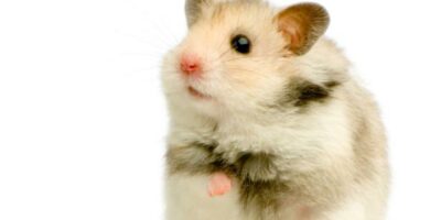 Hvordan forhindre hamsteren min i a spise sine unger