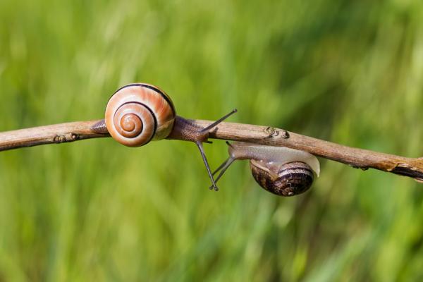 Hvordan klekker og reproduserer snegler