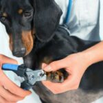 Hvordan klippe en hunds negler hjemme