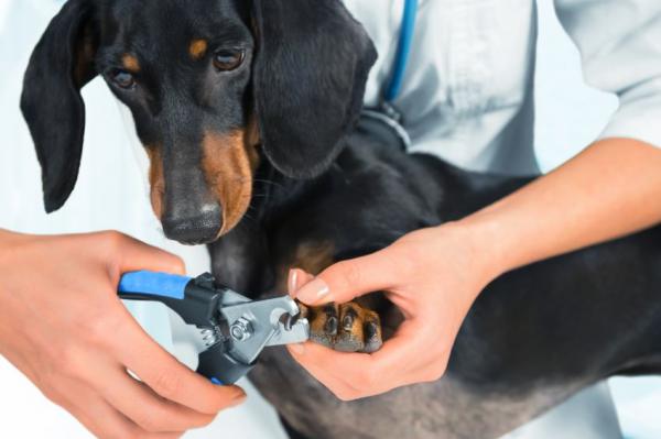 Hvordan klippe en hunds negler hjemme