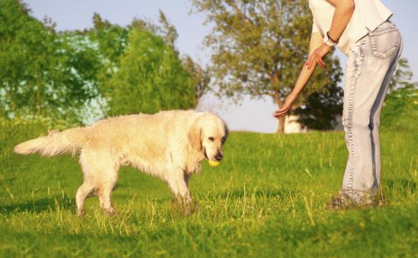 Hvordan laere hunden a slippe gjenstander