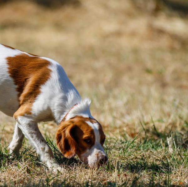 Hvordan laere hunden din a spore