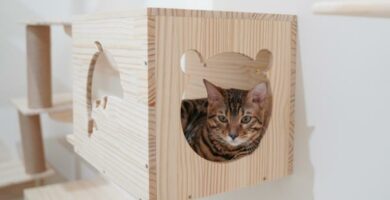 Hvordan lage et hus for katter