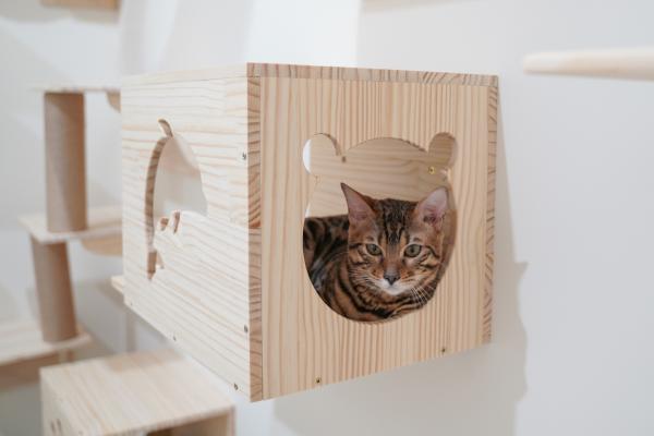 Hvordan lage et hus for katter
