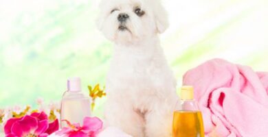 Hvordan lage hjemmelaget balsam for hunder