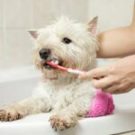 Hvordan lage hjemmelaget tannkrem for hunder