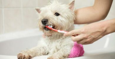 Hvordan lage hjemmelaget tannkrem for hunder