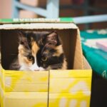 Hvordan lage katteleker i papp