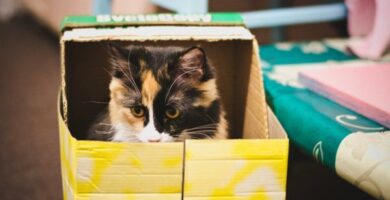 Hvordan lage katteleker i papp