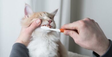 Hvordan lage tannkrem til katter
