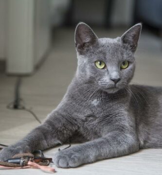 Hvordan oppdage ernaeringsmessige mangler hos katten