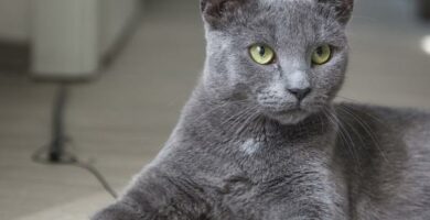 Hvordan oppdage ernaeringsmessige mangler hos katten
