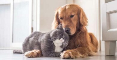 Hvordan presentere en hund og en katt riktig